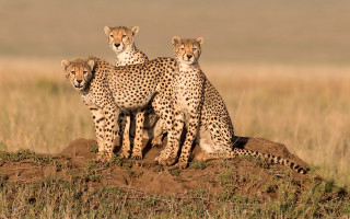 Cheetah mound wildlife rayonism puzzle - wild free wallpaper for desktop