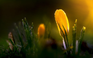 Yellow flower water droplets macro 6 - a yellow flower free wallpaper