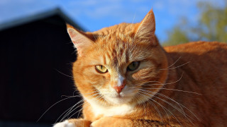 Cat orange shiba inu blurry - a building and trees free wallpaper