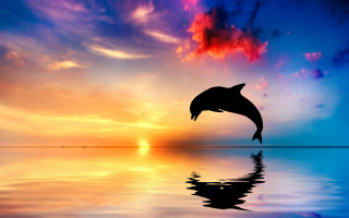 Dolphin sunset reflection mystical colors - surrealism free wallpaper