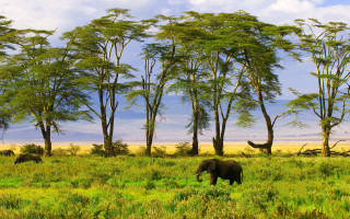 Elephants green field mountains nature - a herd of elephants free wallpaper