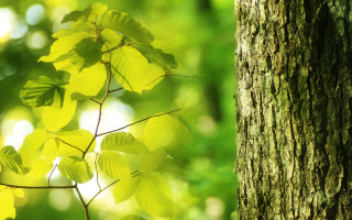 Tree green leaves forest moon - a tree trunk free wallpaper
