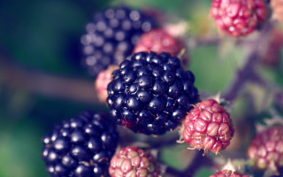 Berries branch leaves bokeh depth - caravaggio free wallpaper
