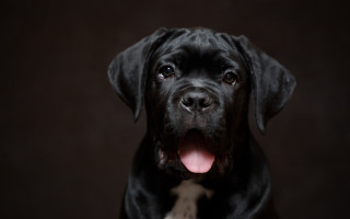 Black dog tongue out eye - its tongue free wallpaper