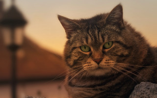 Cat green eyes rock lamppost - renaissance free wallpaper