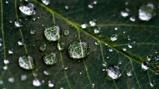 Green leaf water droplets macro 35 - a green leaf free wallpaper