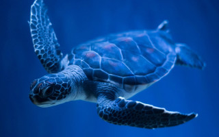 Turtle swimming underwater blue hologram - a blue background behind free wallpaper