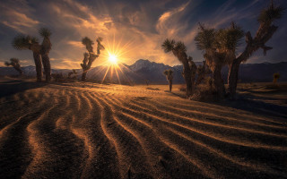 Desert sunset mountains palm trees - a desert landscape free wallpaper