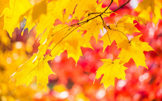 Tree yellow leaves autumn blurry 3 - branch free wallpaper