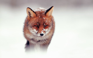 Red fox snow winter sad - a red fox free wallpaper