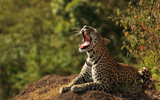 Leopard yawning hill trees nature - a leopard free wallpaper for desktop
