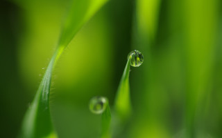 Grass water drops macro shallow - a close up of a grass free wallpaper