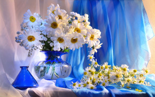 Blue vase white daisies on - beautiful composition free wallpaper