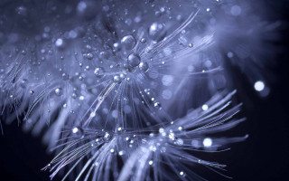 Dandelion water droplets night sky - a dandelion free wallpaper