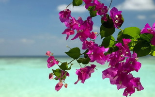 Purple flowers beach green leaves - blue water free wallpaper