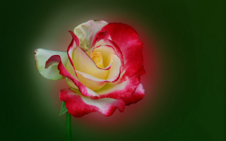 Red white rose green background - a white center free wallpaper