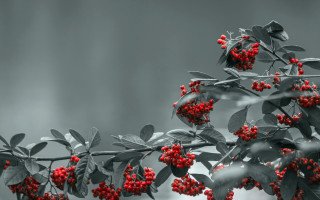 Branch berries leaves gray black - red berry free wallpaper