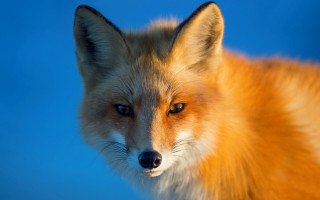 Fox blue background blurry portrait - a close up of a fox free wallpaper