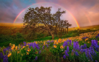 Rainbow flower field mountains sunset - free seasons wallpaper