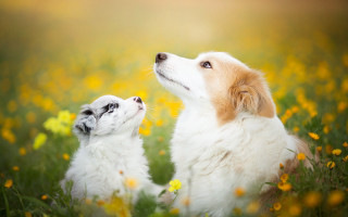 Dogs field autumn flowers sky - two dog free wallpaper