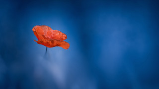 Orange flower blue background macro - chris friel free wallpaper