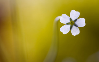 White flower green center macro - a white flower free wallpaper for desktop