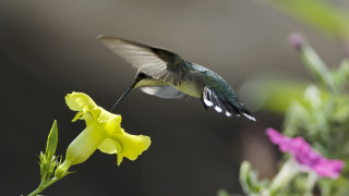 Hummingbird flower bird in flight - a hummingbird free wallpaper