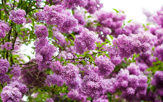 Purple flower tree bloom macro - a white sky in the background free wallpaper