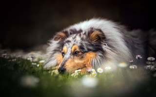 Dog grass daisies closed eyes - daisy free wallpaper