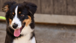 Dog frisbee sidewalk looking camera - optical illusion free wallpaper