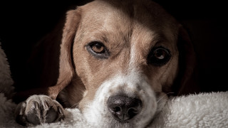 Dog laying on blanket sad - his face and nose free wallpaper