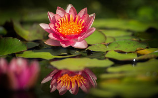 Pink flower water lilies macro - water lily free wallpaper