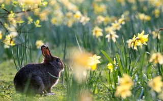 Rabbit flower field green ribbon - a green ribbon free wallpaper