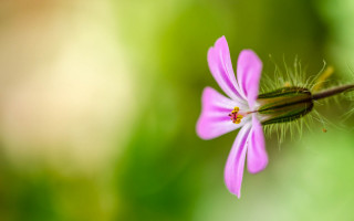 Pink flower blurry macro butterfly 2 - this picture free wallpaper for desktop