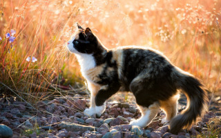 Cat walking rocky sunlight head - closed free wallpaper