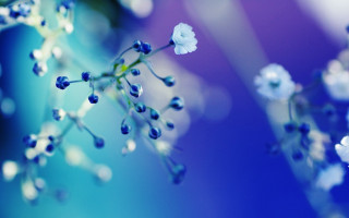 Blue flower bokeh water drop - a blurry background behind free wallpaper
