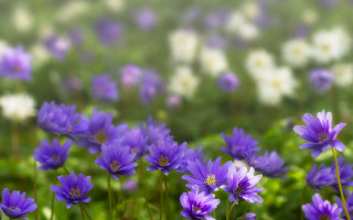 Purple flower field bokeh blurry 4 - a blurry background free wallpaper for desktop