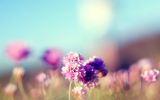 Purple hydrangea field blue sky - celia fiennes free wallpaper