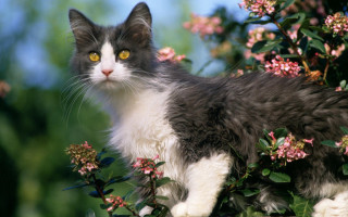 Cat bush flowers blue sky - a bush free wallpaper