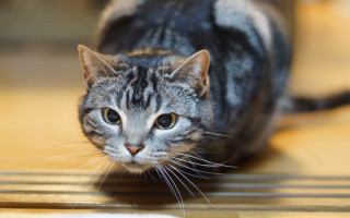 Cat walking wooden floor blurry - visible free wallpaper