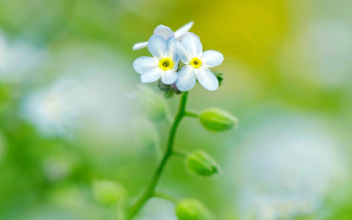 White flower bokeh macro daisy - a blurry background of leaves and grass free wallpaper