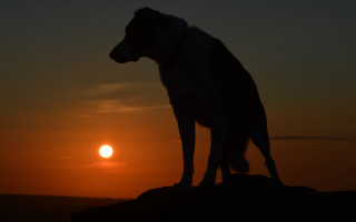 Dog sunset rock horizon mountain - ada hill walker free wallpaper