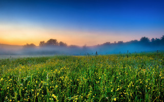 Yellow flowers fog sunset landscape - derold page free wallpaper
