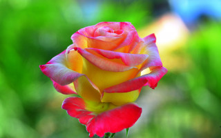Red rose vase outdoors bokeh - a single rose free wallpaper