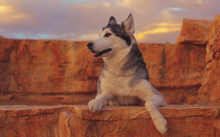 Husky rock ledge rock wall - husky free wallpaper