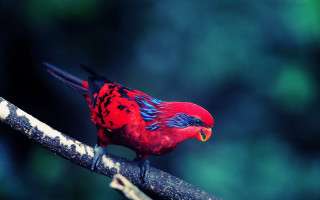 Red bird blue black feathers - fauvism free wallpaper