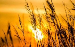 Sunset blowing grass yellow sky - a few tall grass free wallpaper