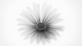 Black white flower ambient occlusion - ambient occlusion free wallpaper