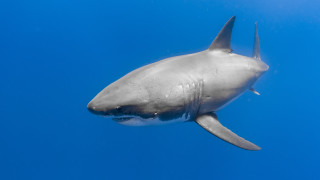 Shark ocean blue background white - sharp high detail free wallpaper