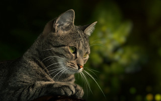 Cat wooden table forest green - a wooden table next free wallpaper